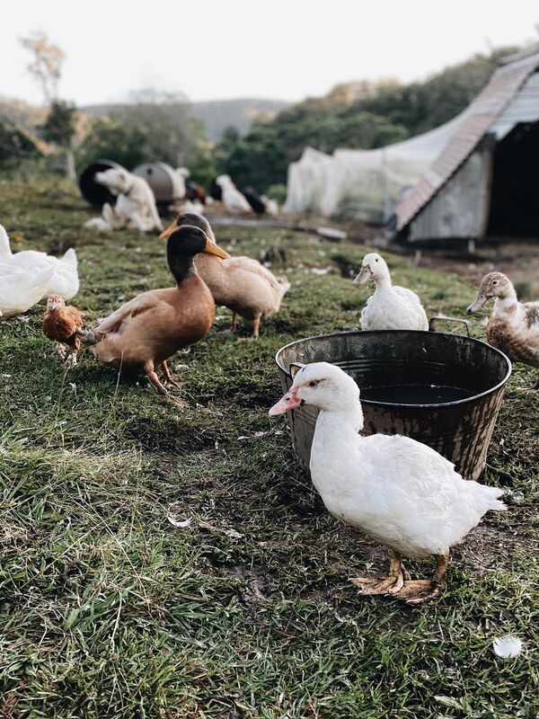 Looking after your own chickens and ducks at home